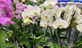 Výstava orchideí v Botanickej záhrade UPJŠ v košiciach