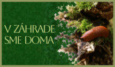 Ako na slizovca v záhrade | V záhrade sme doma