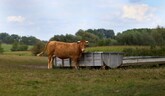 Overené storočiami - Najčastejšie bijú vola, ktorý ťahá 