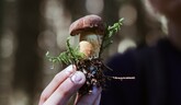 V Centre environmentálnej výchovy Turiec sa uskutočnil Festival húb