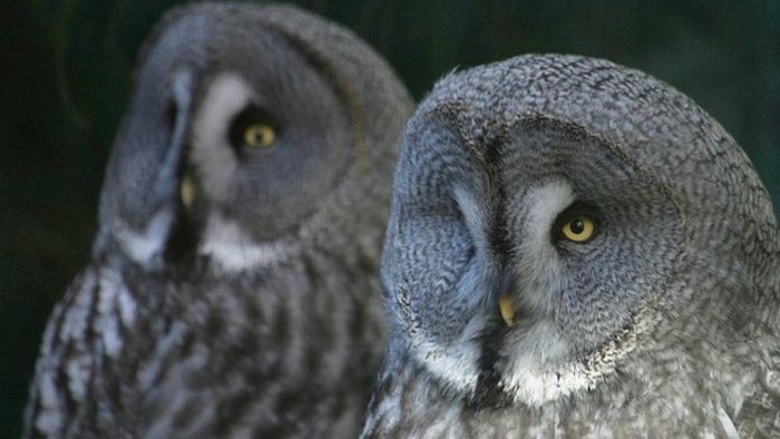 Všímate si vo svojom okolí sovy?