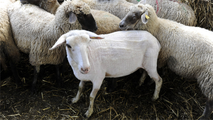 Schafzucht in der Slowakei im Rückgang 