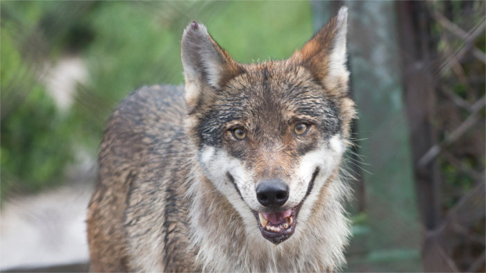 Wolf soll zur geschützten Art werden