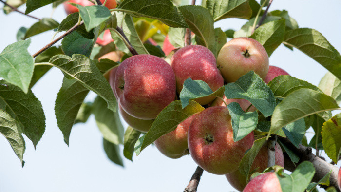 Alte Apfelbaumsorten in der Landwirtschaftlichen Universität nachgezüchtet 