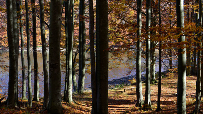 Staatswälder sollen Gewinn behalten, dafür mehr Bäume pflanzen