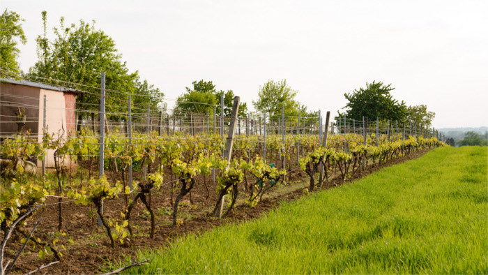 La fin des vignes slovaques ?