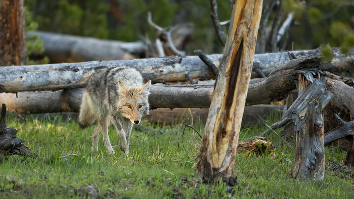 Canis-latrans-01-1920.jpg