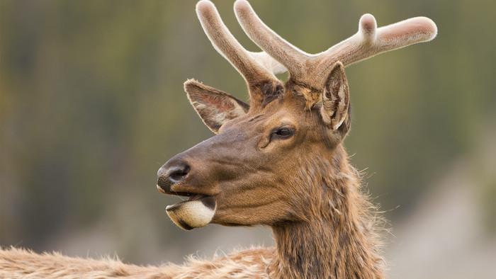 Cervus-canadensis-08-1920.jpg