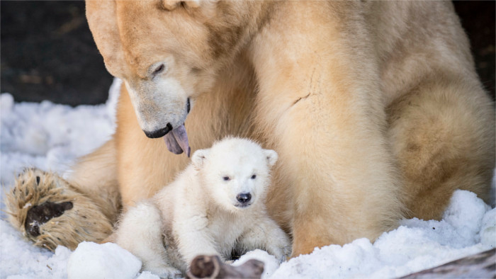 Festival Explorations apprend à danser