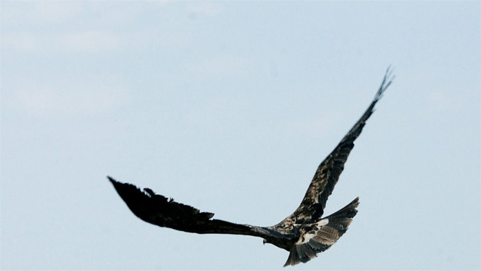 L’aigle Anička a cessé d’émettre