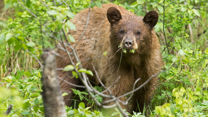 Ursus-americanus-cinnamomum-01-1920.jpg