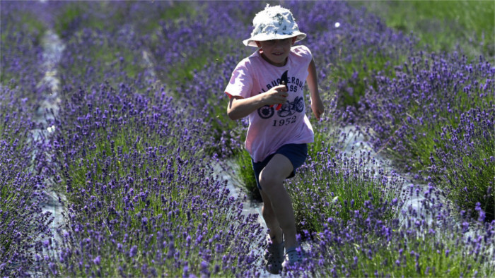 La lavanda de Svinná