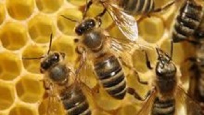 Agrokomplex - vyhodnotenie celoslovenskej včelárskej súťaže