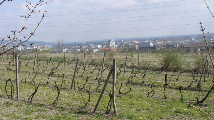 vinohrady1.jpg