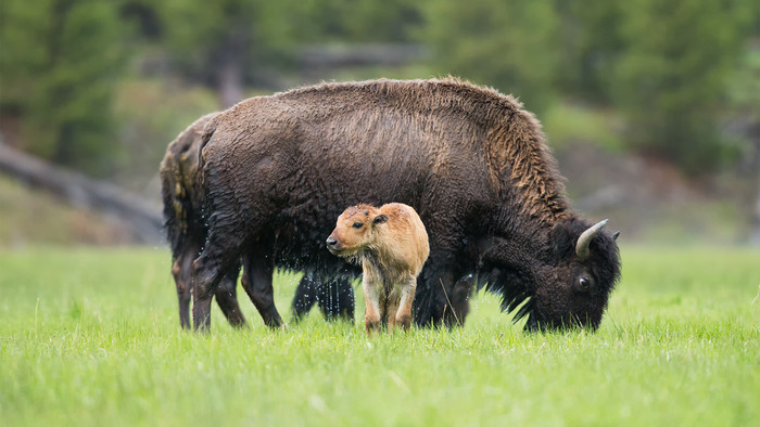 Bison-bison-18-1920.jpg