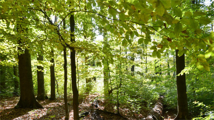 Vihorlat Forest and Rydošová will be nature reserves