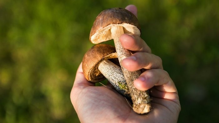 Kuracie stehienka s hríbovou omáčkou