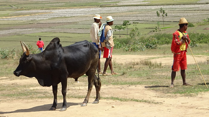 zebu trh.JPG
