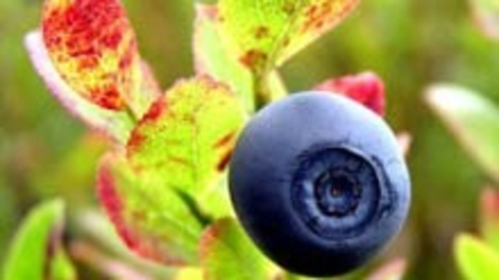 Čučoriedkový deň v Telgárte