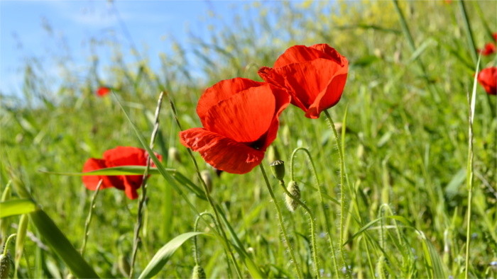 Power of wildflowers: Urban meadows improving city environment