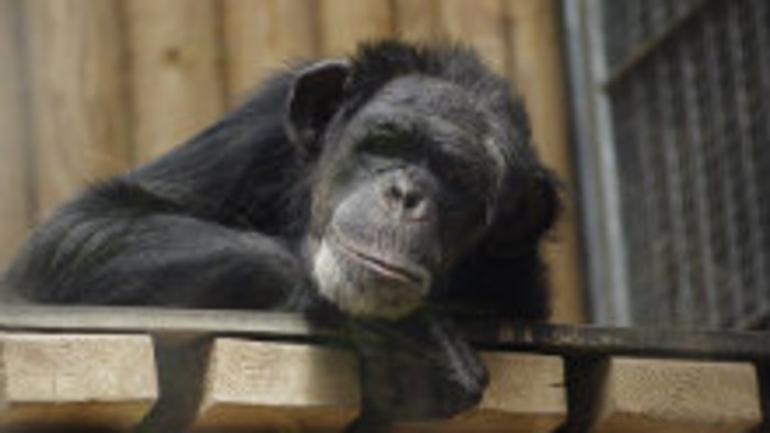 Zvieratá v zoo sa musia ochladiť