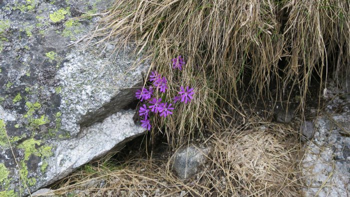Milujem Tatry: Bradavica - 1. časť