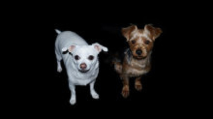 V útulku sa kapor na Vianoce nepodáva