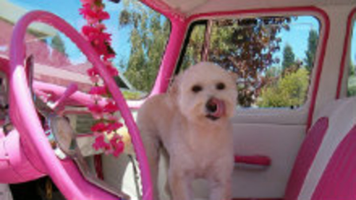 Aj autá majú svoje vlastné mená