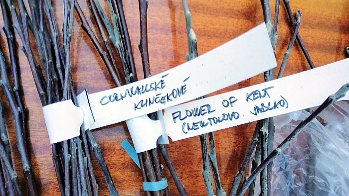 Am Anfang steht das Edelreis: Kultivierung alter Obstbaumsorten