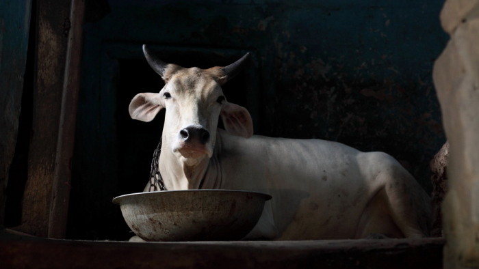 IMG_7131_India_Varanasi_oldtown_holy_cow_1200_Janik.JPG