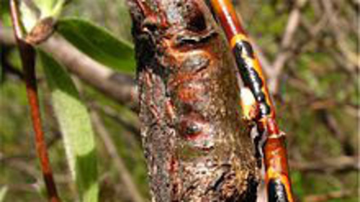 Po hube pátra celý svet, našli ju v Nízkych Tatrách