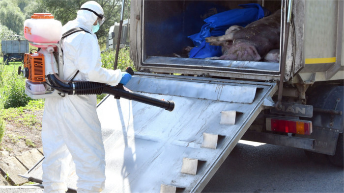 Peste porcine africaine à Kosice