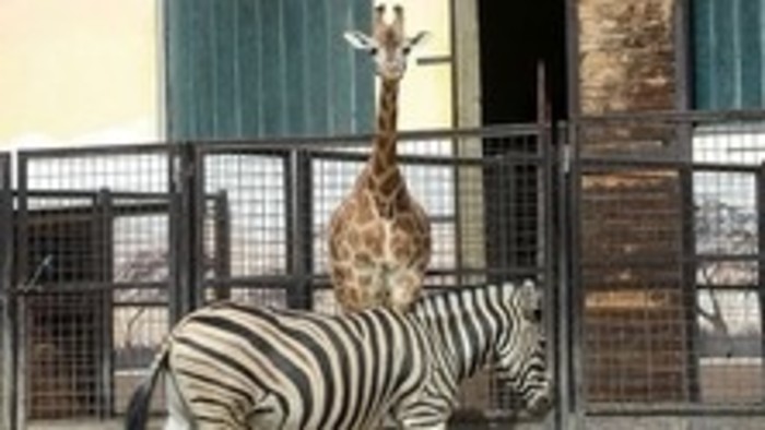Slovenské ZOO