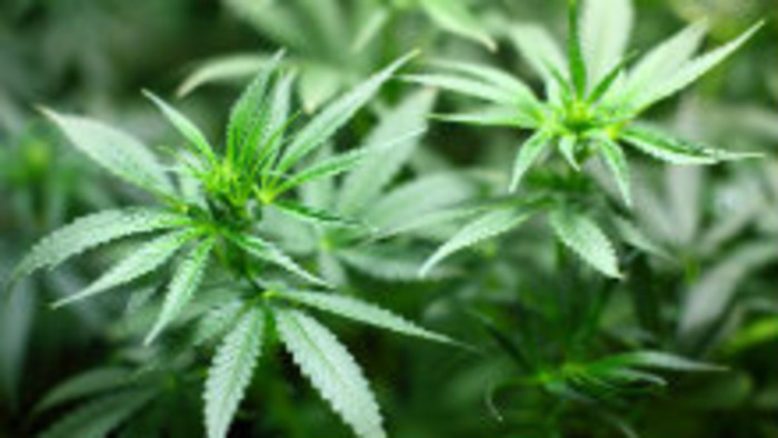 Marihuana a plodnosť