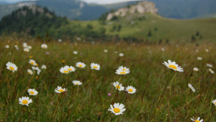 Sona Weissova (4).JPG