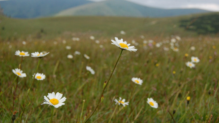 Sona Weissova (3).JPG