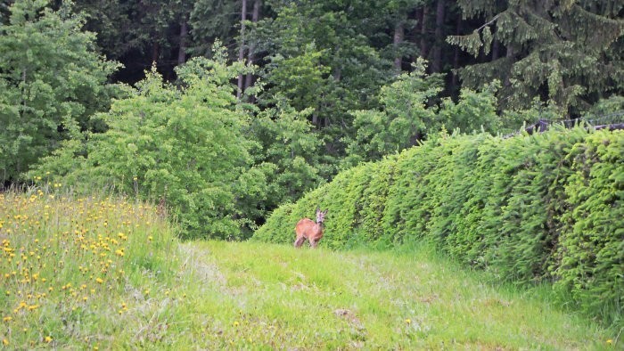 Cykloprechádzka na Trojhraničí pri Čiernom