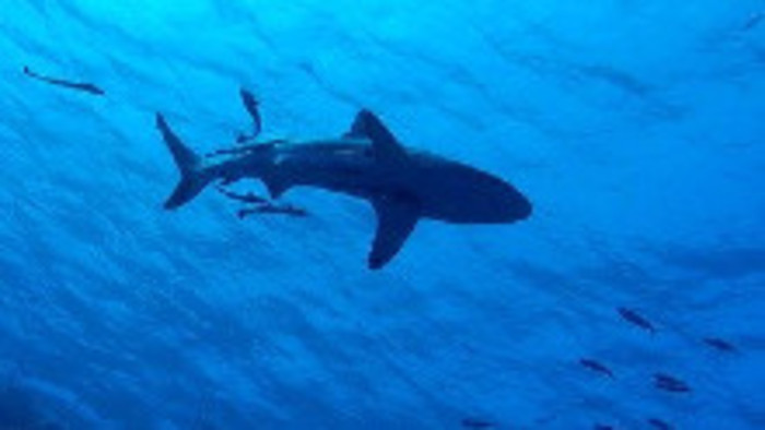 V Hlohovci vystavujú preparáty vzácnych exotických rýb