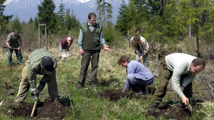 Forestry Company will plant over 12 million trees 