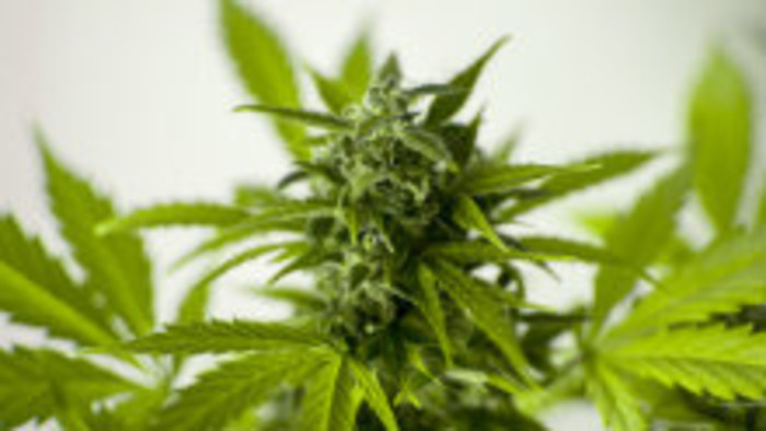 Marihuana je škodlivá