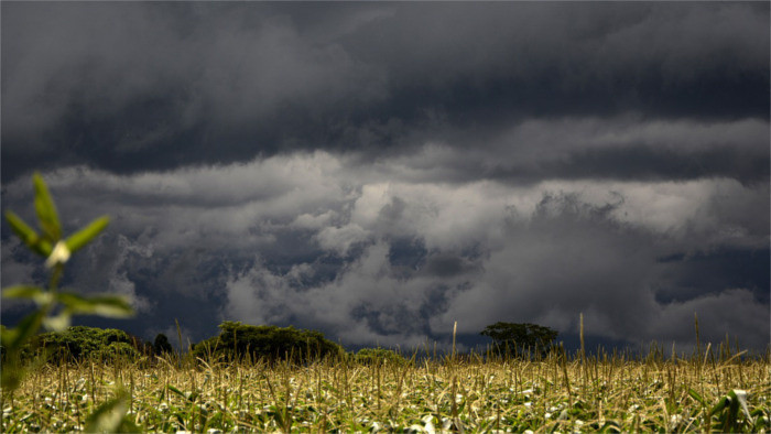 Clean-up Follows Windstorm 