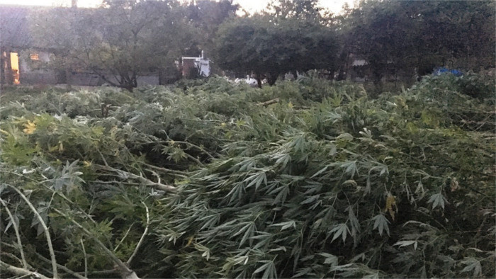 Cannabis sigue siendo la droga más consumida en Eslovaquia