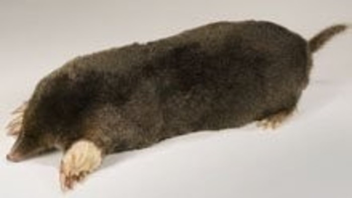 Kalendárium prírody: Krt podzemný