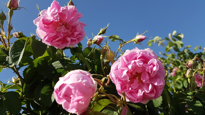 Rosa Damascena ruza z ktorej vyrabaju ruzovu vodu.jpg