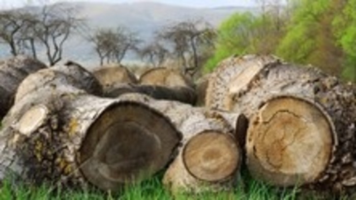 Fórum: Ťažba dreva v Malých Karpatoch