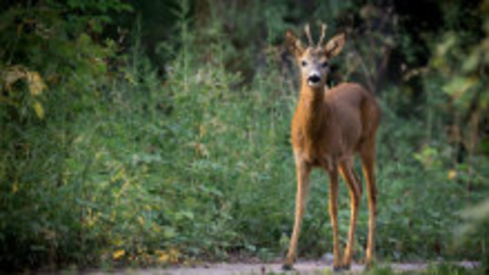 Lesná zver a škody na poliach