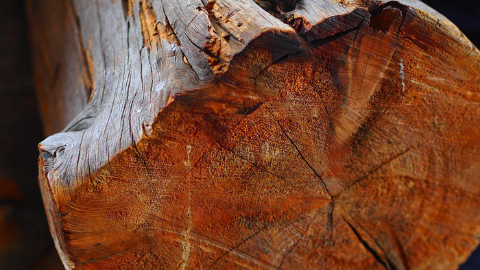 Večer na tému: DREVO