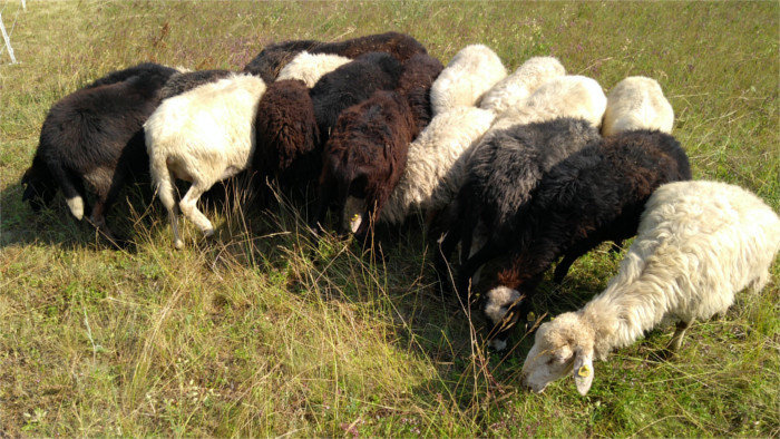ovce_sheep_Jurgen Rendl.jpg