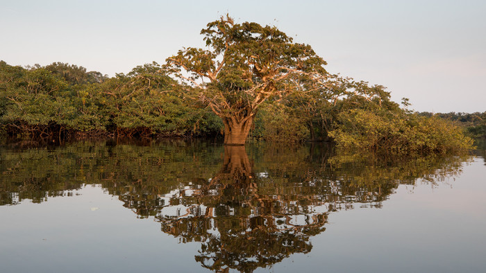 Cuyabeno_D1A2710.jpg