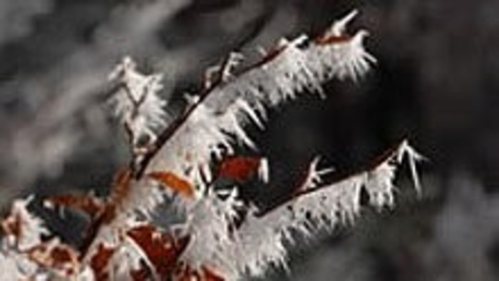 Kalendárium prírody - prvé prírastky v prírode